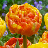 Tulip Double Beauty of Apeldoorn