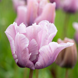 Tulip James Last