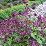 Salvia Love and Wishes (Potted)