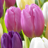Tulip Flag Collection