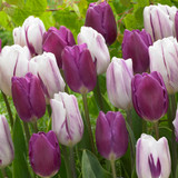 Tulip Flag Collection