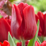 Tulip Flag Collection (Saver Sized Bulbs)