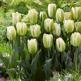 Tulip Viridiflora Collection
