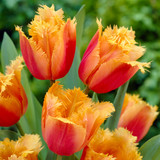 Tulip Fringed Collection