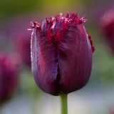 Tulip Fringed Collection