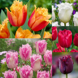 Tulip Fringed Collection