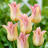 Tulip Bicolour Lily Flower Collection