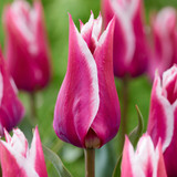 Tulip Bicolour Lily Flower Collection