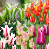 Tulip Bicolour Lily Flower Collection