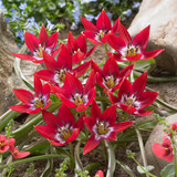 Tulip Species Collection