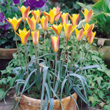 Tulip Species Collection