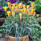 Tulip Species Collection