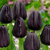 Collection of Black Tulips