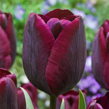 Collection of Black Tulips