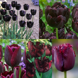 Collection of Black Tulips