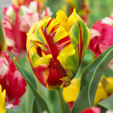 Parrot Tulip Collection ©
