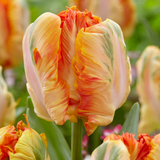 Parrot Tulip Collection ©