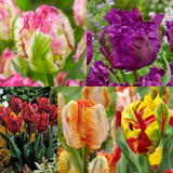 Parrot Tulip Collection ©