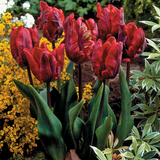 Parrot Tulip Collection ©