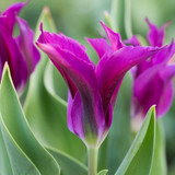 Collection of Blue and Purple Tulips