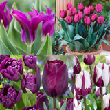 Collection of Blue and Purple Tulips