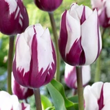 Collection of Blue and Purple Tulips