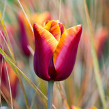 Tulip Burgundy Sun Bouquet Collection