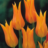 Collection of Orange Tulips