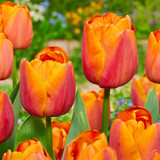 Collection of Orange Tulips