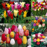 Tulip Mixtures Collection 1