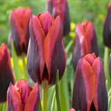 Tulip Unusual Triumph Collection