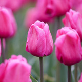 Tulip Unusual Triumph Collection