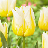 Tulip Unusual Triumph Collection