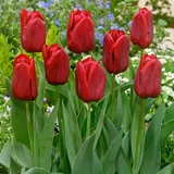 Tulip Unusual Triumph Collection