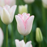 Tulip Unusual Triumph Collection