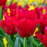 Collection of Red Tulips