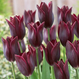 Tulip Havran & Grand Perfection Collection