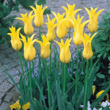 Collection of Yellow Tulips