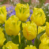 Collection of Yellow Tulips