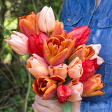 Tulip Hot Chocolate Bouquet Collection