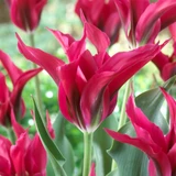 Tulip Purple Dolls Collection