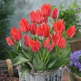 Tulip Greigii Collection