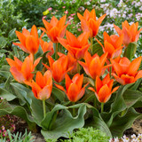 Tulip Greigii Collection