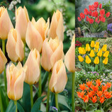 Tulip Greigii Collection