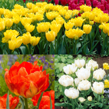 Tulip Monte Collection