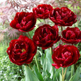 Double Late Tulip Collection 2