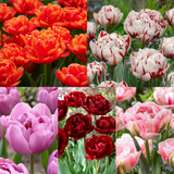 Double Late Tulip Collection 2