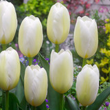 Triumph Tulip Collection 11/12cm