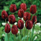 Triumph Tulip Collection 11/12cm