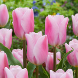 Triumph Tulip Collection 11/12cm
